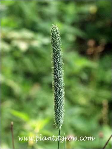 Timothy Grass (Phleum pratense)
The tightly packed spike.